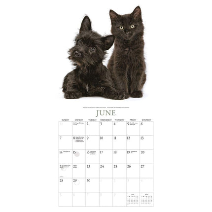 Gladstone Media Kittens en Vrienden Kalender 2026 Mini