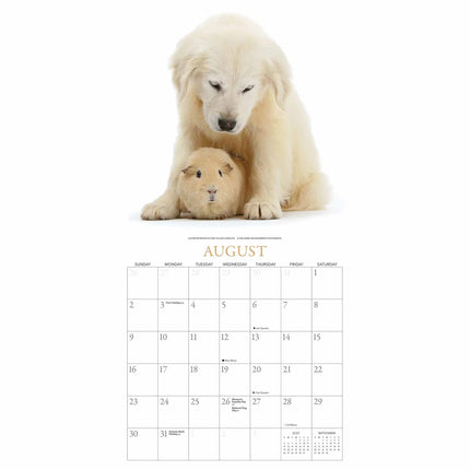 Gladstone Media Puppies en Vrienden Kalender 2026
