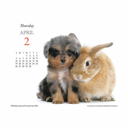 Gladstone Media Puppies en Vrienden Scheurkalender 2026 Boxed