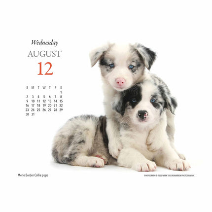 Gladstone Media Puppies en Vrienden Scheurkalender 2026 Boxed
