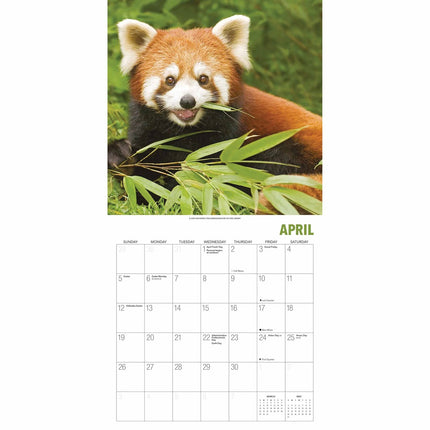 Gladstone Media Rode Panda Kalender 2026