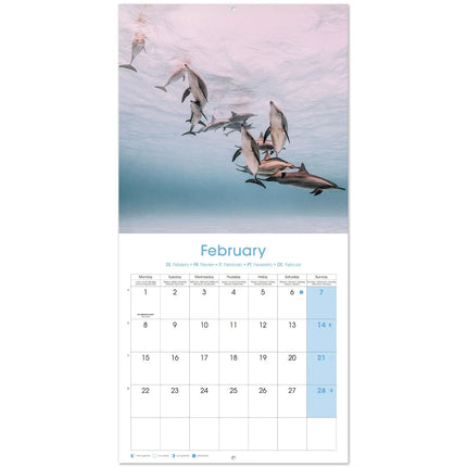 Grupo Dolfijnen Kalender 2027