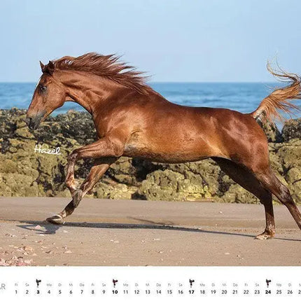 HEEL Paarden Kalender 2027 Groot
