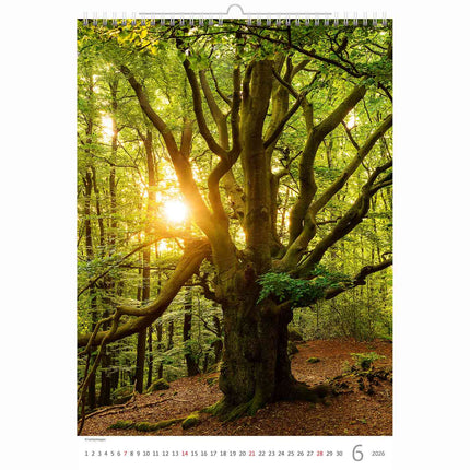 Helma Bomen Kalender 2026