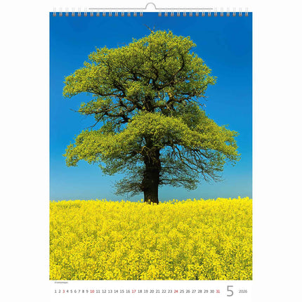Helma Bomen Kalender 2026
