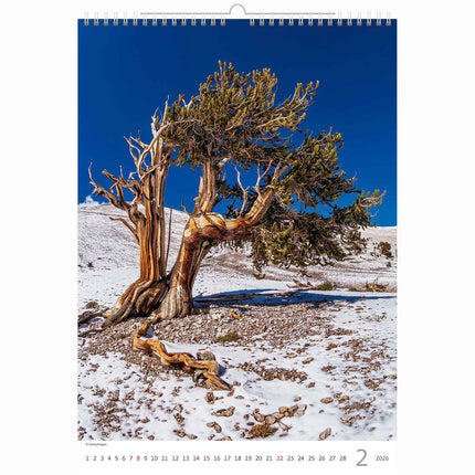 Helma Bomen Kalender 2026