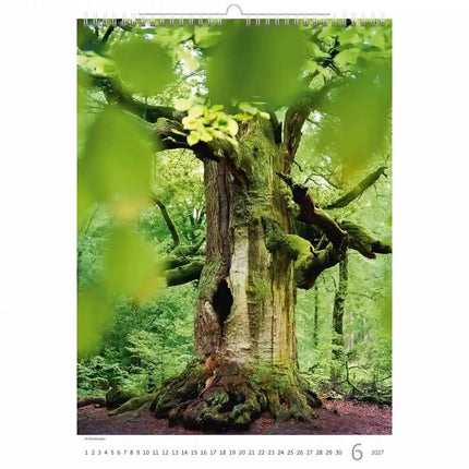 Helma Bomen Kalender 2027