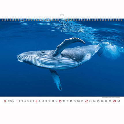 Helma Deep Blue Wildlife Kalender 2026