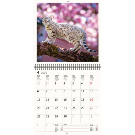 Helma Katten Kalender 2026