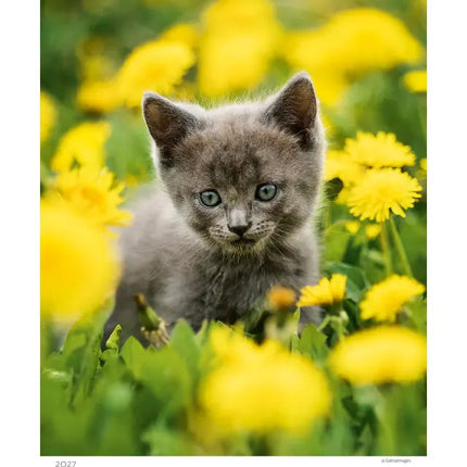 Helma Kittens Kalender 2027