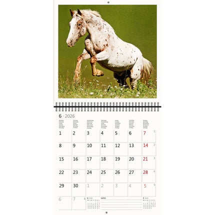 Helma Paarden Kalender 2026