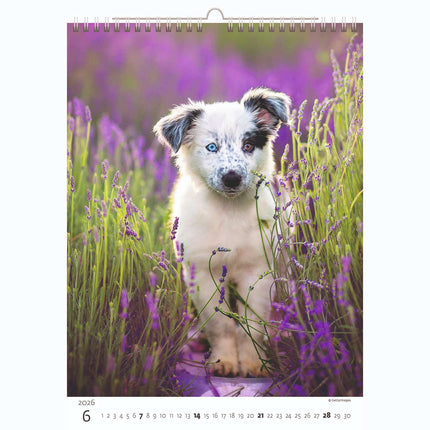 Helma Puppies Kalender 2026