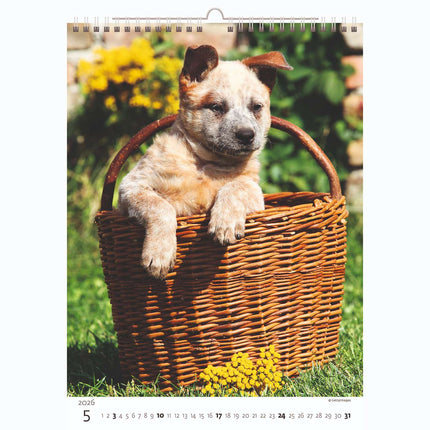 Helma Puppies Kalender 2026
