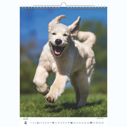 Helma Puppies Kalender 2026