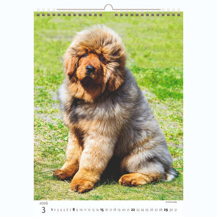Helma Puppies Kalender 2026