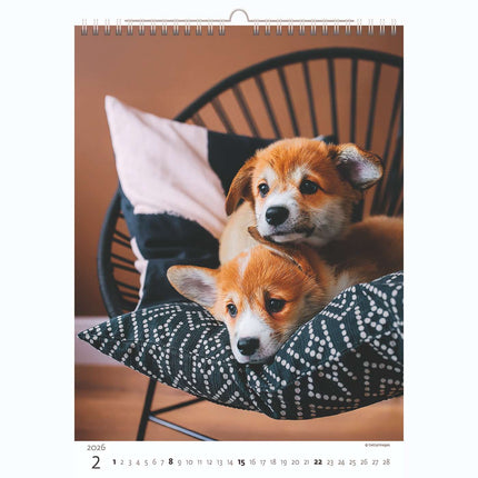 Helma Puppies Kalender 2026