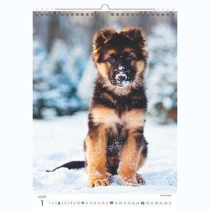 Helma Puppies Kalender 2026