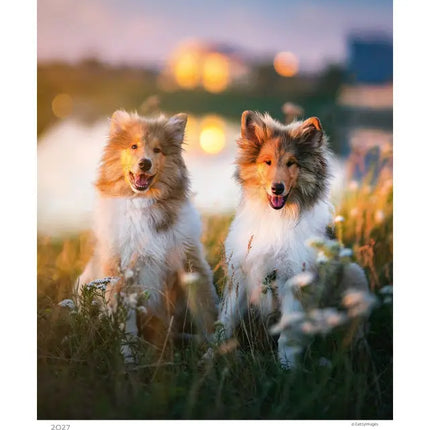 Helma Puppies Kalender 2027