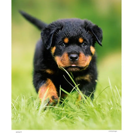 Helma Puppies Kalender 2027