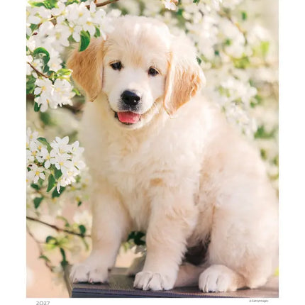 Helma Puppies Kalender 2027