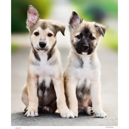 Helma Puppies Kalender 2027