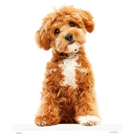 Helma Puppies Kalender 2027