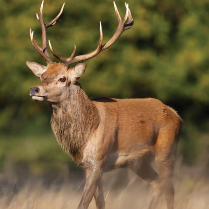 kalenderwinkel British Wildlife A3 Kalender 2027