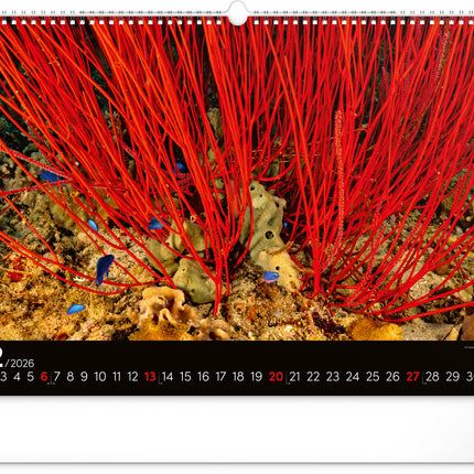 kalenderwinkel Ocean Wildlife Groot Kalender 2026