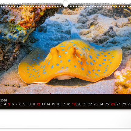 kalenderwinkel Ocean Wildlife Groot Kalender 2026
