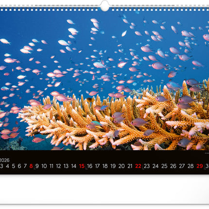 kalenderwinkel Ocean Wildlife Groot Kalender 2026