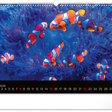 kalenderwinkel Ocean Wildlife Groot Kalender 2026