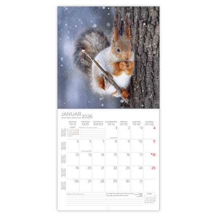 Korsch Verlag Eekhoorn Kalender 2026