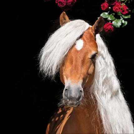 Korsch Verlag Paarden Kalender 2027