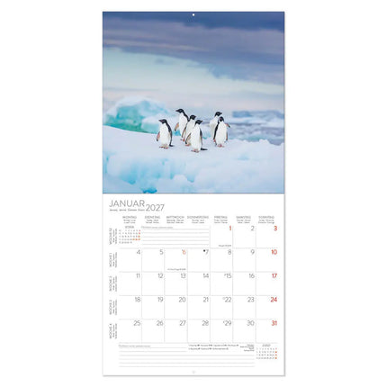 Korsch Verlag Pinguïns Kalender 2027