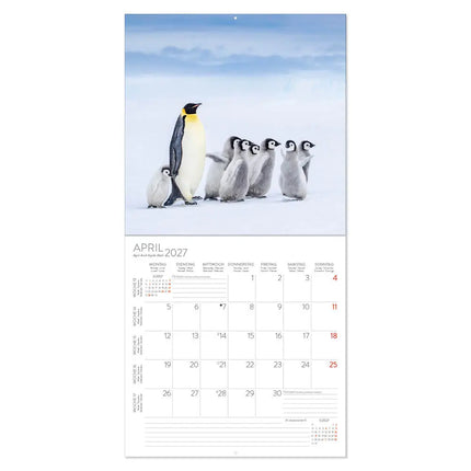 Korsch Verlag Pinguïns Kalender 2027