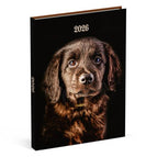 Dachshund