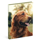 Chiot Golden Retriever