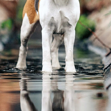 Magnet & Steel Beagle Kalender 2026 Slimline
