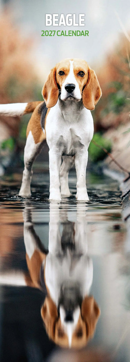 Magnet & Steel Beagle Kalender 2026 Slimline