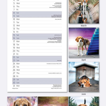 Magnet & Steel Beagle Kalender 2026 Slimline