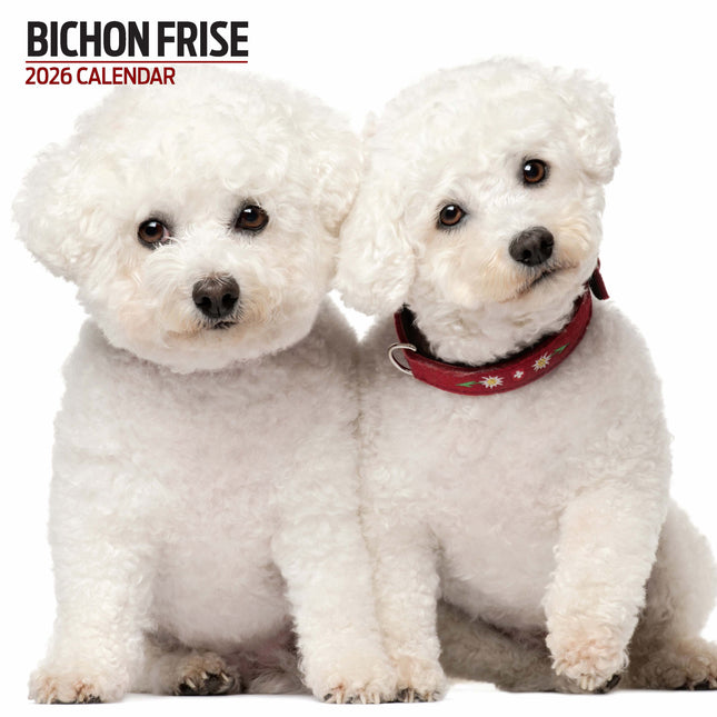 Magnet & Steel Bichon Frise Kalender 2026 Modern
