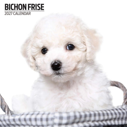 Magnet & Steel Bichon Frise Kalender 2027 Modern