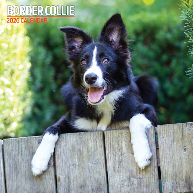 Magnet & Steel Border Collie Kalender 2026