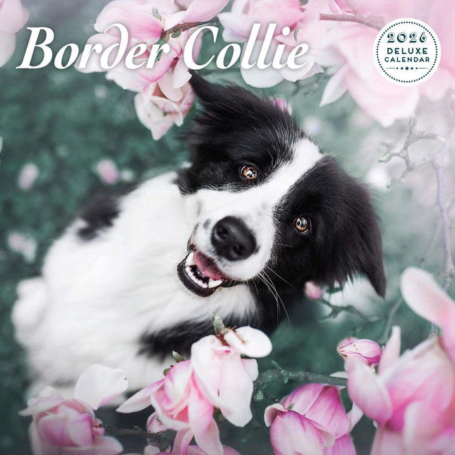 Magnet & Steel Border Collie Kalender 2026 Deluxe