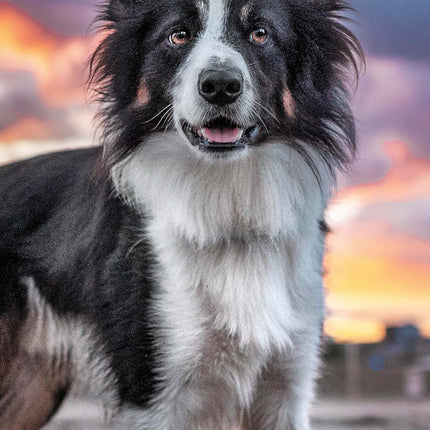 Magnet & Steel Border Collie Kalender 2026 Slimline