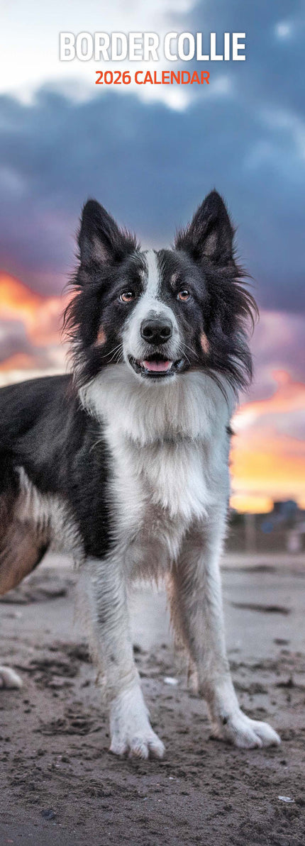 Magnet & Steel Border Collie Kalender 2026 Slimline