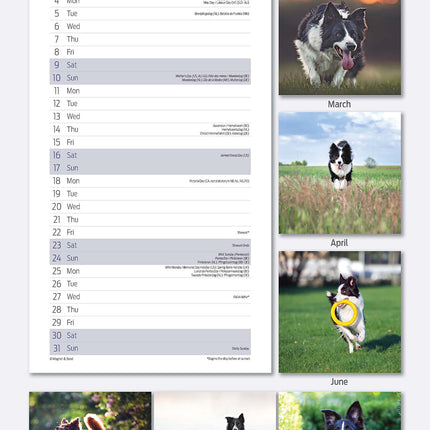 Magnet & Steel Border Collie Kalender 2026 Slimline