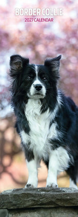 Magnet & Steel Border Collie Kalender 2027 Slimline