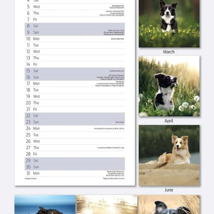 Magnet & Steel Border Collie Kalender 2027 Slimline