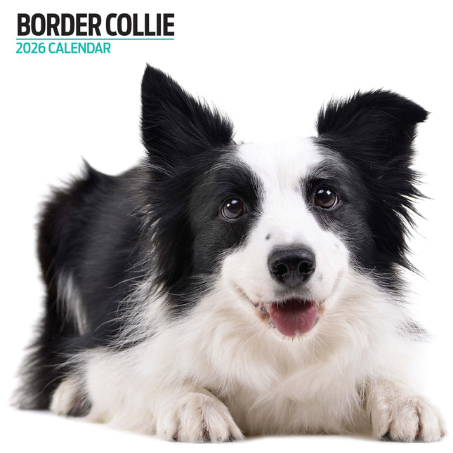 Magnet & Steel Border Collie Modern Kalender 2026